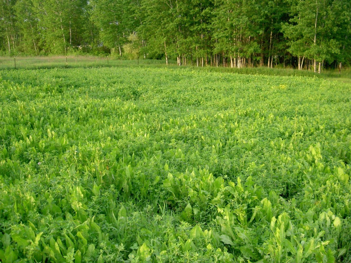 Alfa-Feast Trophy Mix — Deer Food Plot Seed