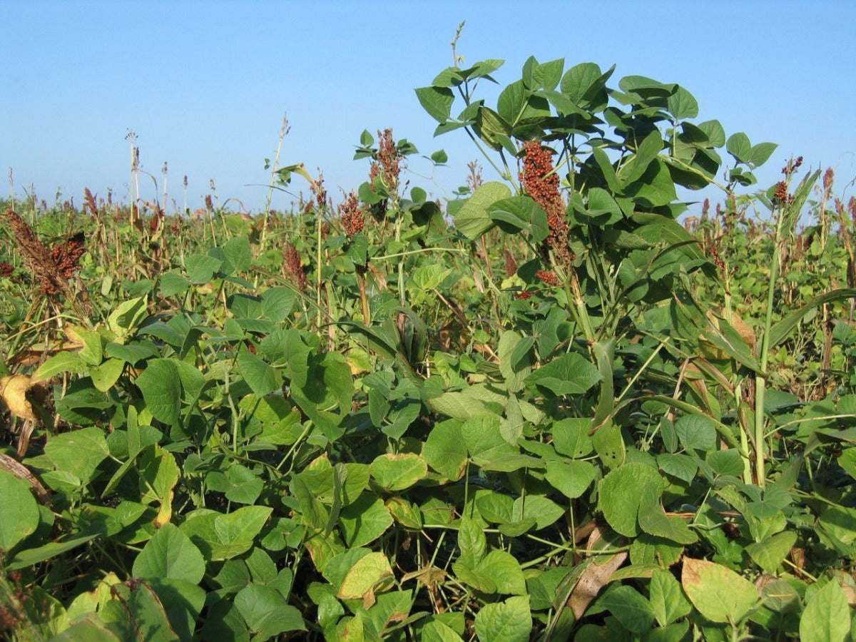 Lablab Plus — Deer, Turkey, & Game Bird Food Plot Seed