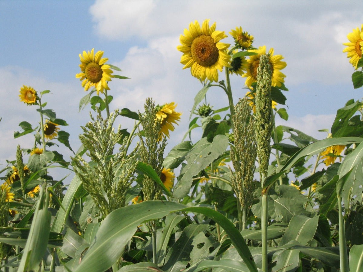 Upland Game Bird Tecomix — Turkey & Game Bird Food Plot Seed