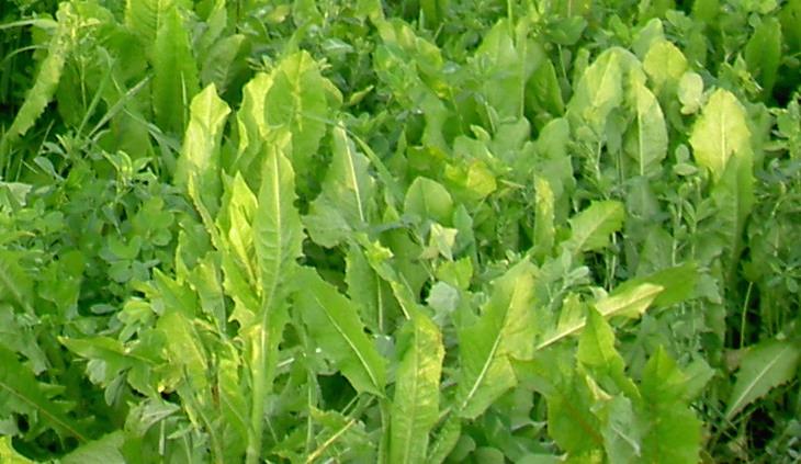 Champion Chicory — Deer Food Plot Seed