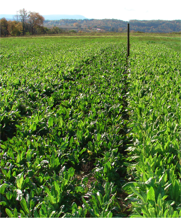 Champion Chicory — Deer Food Plot Seed