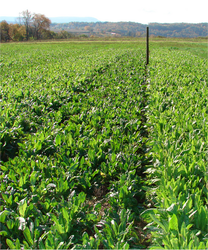 Champion Chicory — Deer Food Plot Seed