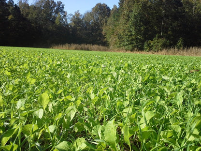 Greenfield — Deer Food Plot Seed