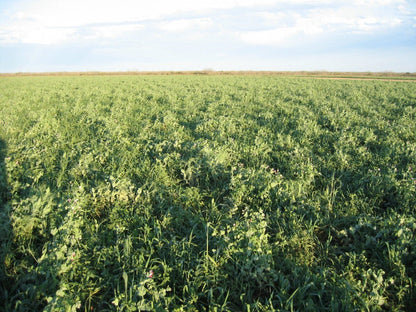 Max-Attract — Deer & Turkey Food Plot Seed