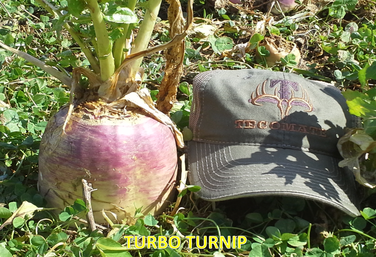 Turbo Turnip — Deer Food Plot Seed
