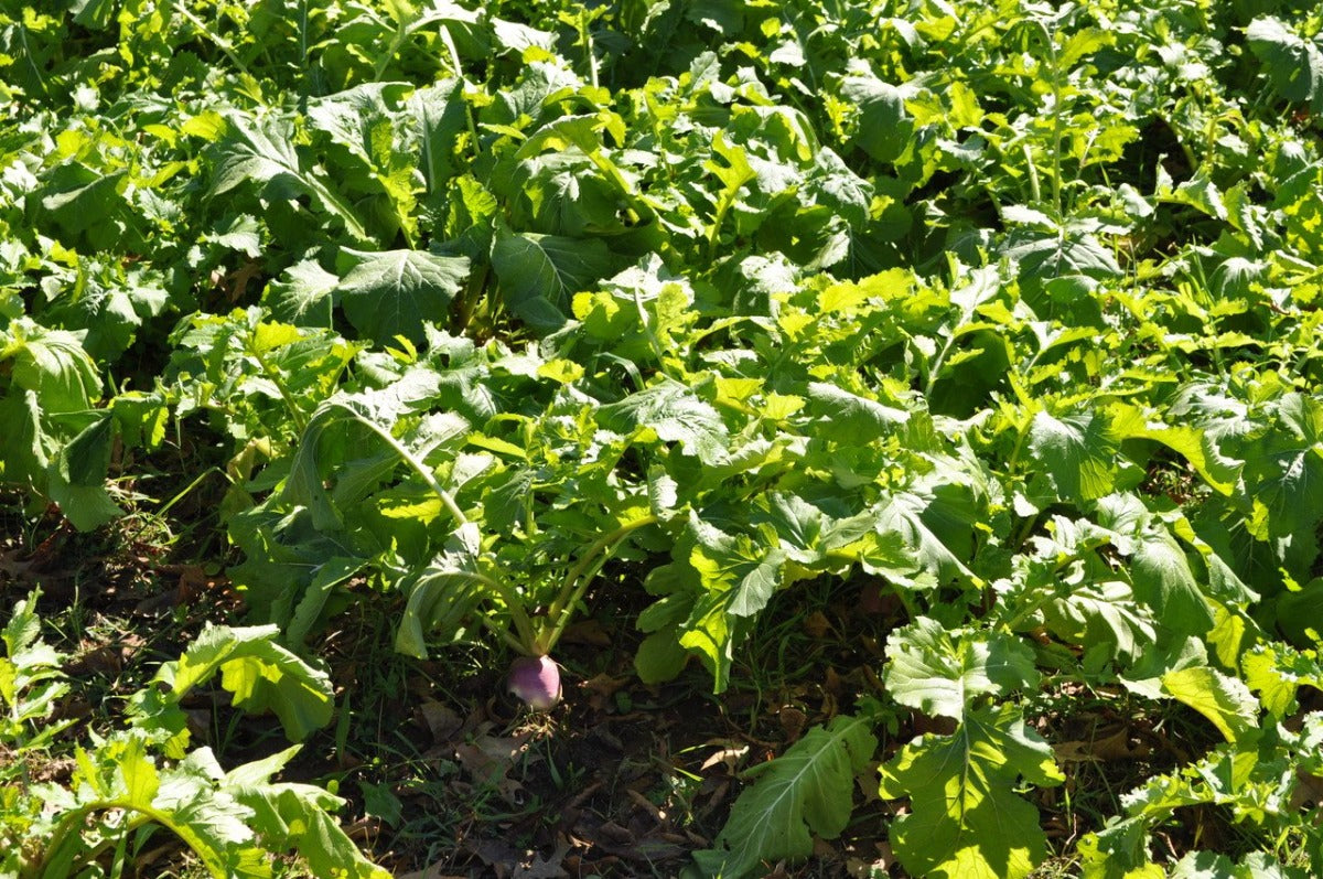 Turbo Turnip — Deer Food Plot Seed