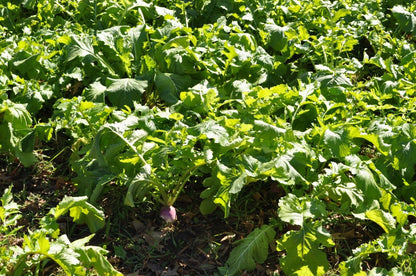 Turbo Turnip — Deer Food Plot Seed