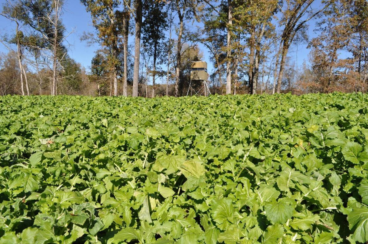 Turbo Turnip — Deer Food Plot Seed