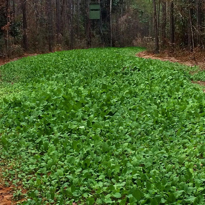 Ultra Forage — Deer & Turkey Food Plot Seed