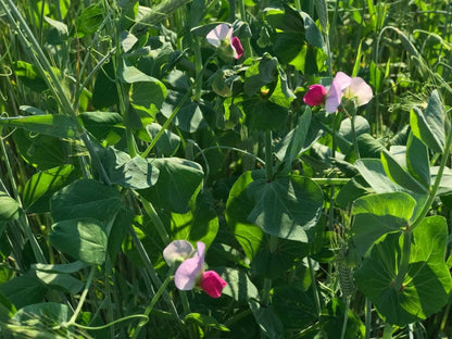 Velvet Patch- Deer Food Plot Seed